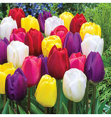 Triumph Tulips Mixed - 15 Flowerbulbs - Buy Spring Flowers?