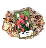 Jub Holland Tulpen Greigii Mix - 40 Blumenzwiebeln - Niedrige Tulpen - Frühlingsblumen kaufen?