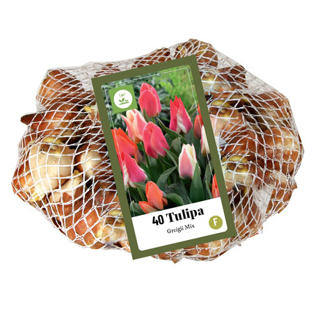 Jub Holland Tulips Greigii Mix - 40 Flower Bulbs - Low Tulips - Buy Spring Flowers?
