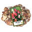 Jub Holland Tulpen Greigii Mix - 40 Bloembollen - Lage Tulpen - Voorjaarsbloeiers Kopen?