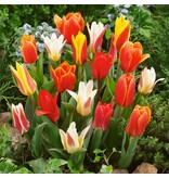 Jub Holland Tulpen Greigii Mix - 40 Bloembollen - Lage Tulpen - Voorjaarsbloeiers Kopen?