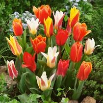 Tulpen Greigii Mix - 40 Blumenzwiebeln