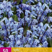 Scilla Siberica - 50 Blumenzwiebeln