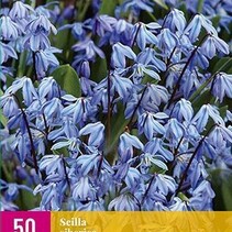 Scilla Siberica - 50 Bulbs