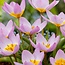 Tulip - Bakeri Lilac Wonder - 50 Flowerbulbs - Pink Naturalising Tulip - Low Tulip