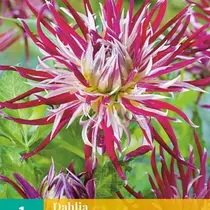 Dahlia Hollyhill Spiderwoman - 1 Knol