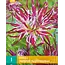 Dahlia Hollyhill Spiderwoman - 1 tuber - Cactus Dahlia - Buy Spring Flowers?