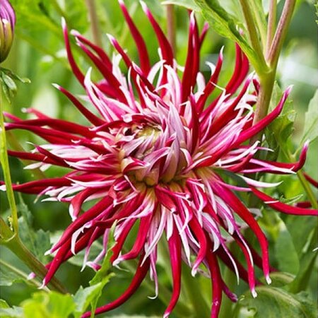 Dahlia Hollyhill Spiderwoman - 1 tuber - Cactus Dahlia - Buy Spring Flowers?