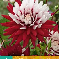 Dahlia Rebecca's World - 1 Tuber