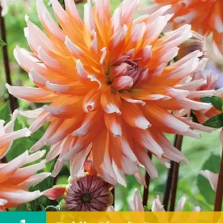 Dahlia Okapi's Sunset - 1 Bulb - Top quality Dahlia bulbs - Buy Flower Bulbs?