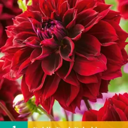 Dahlia Dark Fubuki - 1 tuber - Various types of Dahlias - Buy Summer Flowers?