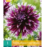 Dahlia Alauna Clair Obscur - 1 tuber - Buy Dahlia Tubers? Garden-Select.com