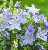 Clematis Light Blue - 3 Plants - Climbing Plant - Hardy - Buy Perennials?