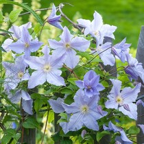 Clematis Lichtblauw - 3 Pflanzen