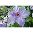 Clematis Lichtblau - 3 Pflanzen - Kletterpflanze - Winterhart - Stauden kaufen?