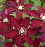 Clematis Rood - 3 Planten - Klimplanten - Winterharde Planten Kopen?
