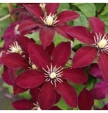 Clematis Rood - 3 Planten - Klimplanten - Winterharde Planten Kopen?