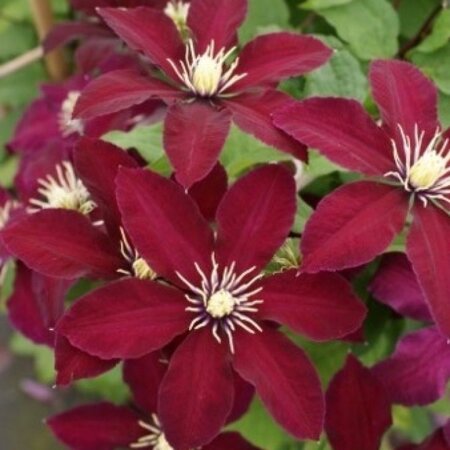 Clematis Red - 3 Plants - Climbing Plants - Buy Hardy Plants?