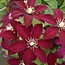 Clematis Red - 3 Plants - Climbing Plants - Buy Hardy Plants?
