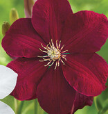 Clematis Rot - 3 Pflanzen - Kletterpflanzen - Winterharte Pflanzen kaufen?