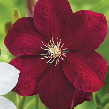 Clematis Red - 3 Plants - Climbing Plants - Buy Hardy Plants?