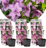 Clematis Pink - 3 Pflanzen - Kletterpflanzen - Stauden online kaufen?