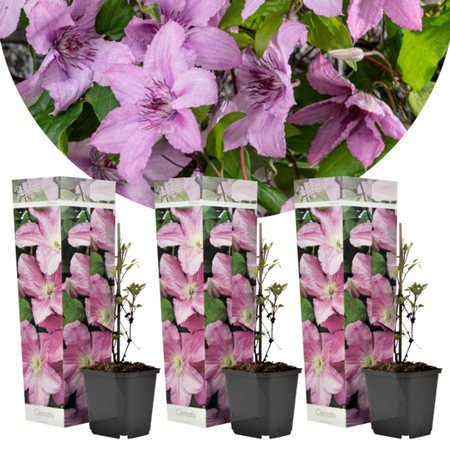 Clematis Pink - 3 Plants - Climbing Plants - Buy Perennials Online?