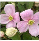 Clematis Pink - 3 Plants - Climbing Plants - Buy Perennials Online?