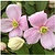 Clematis Pink - 3 Plants