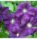 Clematis Paars - 3 Planten - Klimplanten - Winterhard - Bloeiende Planten Kopen?