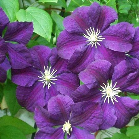 Clematis Purple - 3 Plants - Climbing Plants - Hardy - Buy Flowering Plants?