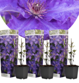Clematis Paars - 3 Planten - Klimplanten - Winterhard - Bloeiende Planten Kopen?