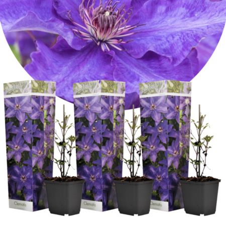 Clematis Paars - 3 Planten - Klimplanten - Winterhard - Bloeiende Planten Kopen?