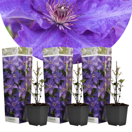Clematis Purple - 3 Plants - Climbing Plants - Hardy - Buy Flowering Plants?