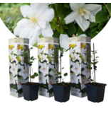 Clematis White - 3 Plants - Buy Flowering Climbing Plants? Garden Select