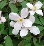 Clematis Weiß - 3 Pflanzen - Blühende Kletterpflanzen kaufen? Garten wählen