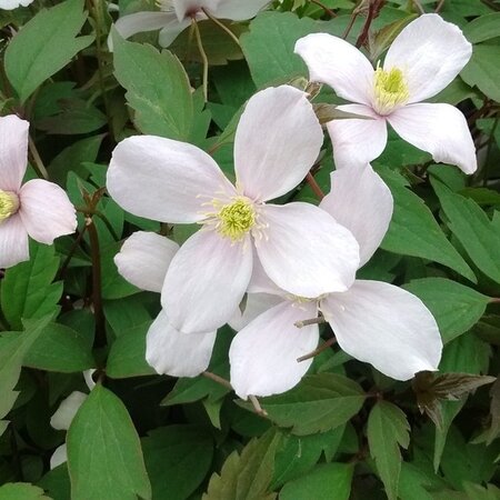 Clematis White - 3 Plants - Buy Flowering Climbing Plants? Garden Select