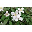 Clematis White - 3 Plants - Buy Flowering Climbing Plants? Garden Select