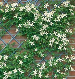 Clematis White - 3 Plants - Buy Flowering Climbing Plants? Garden Select