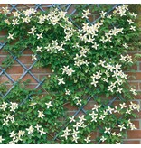 Clematis White - 3 Plants - Buy Flowering Climbing Plants? Garden Select