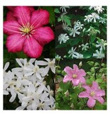 Clematis Mix - 3 Planten (Rood, Roze en Wit) - Bloeiende Klimplanten Kopen?