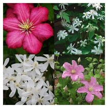 Clematis Mix (Red, Pink and White) - 3 Plants