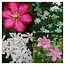Clematis Mix - 3 Plants (Red, Pink and White) - Buy Flowering Climbing Plants?