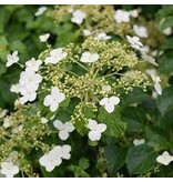 Hortensia ‘Petiolaris’ - Klimhortensia Wit - 3 Planten - Winterhard - Garden Select