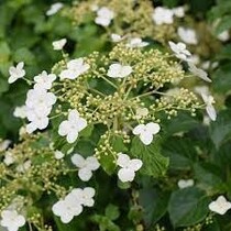 Hortensie 'Petiolaris' - Kletterhortensie - 3 Pflanzen