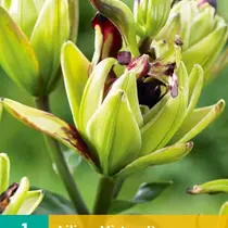 Lilie Mistery Dream - Neu - 1 Blumenzwiebel