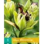 Lily Mistery Dream - New - Double Lily - Cut flower - Buy Lily bulbs?