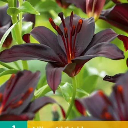 Lily Nightrider - New - 1 Bulb - Dark Red / Black Lily - Buy Summer Flowers?