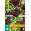 Lily Nightrider - New - 1 Bulb - Dark Red / Black Lily - Buy Summer Flowers?