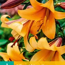 Lily African Queen - New - 1 Bulb